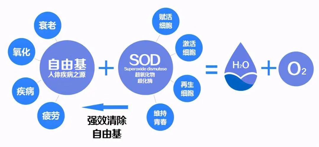 自由基——人体健康和衰老的最大元凶！