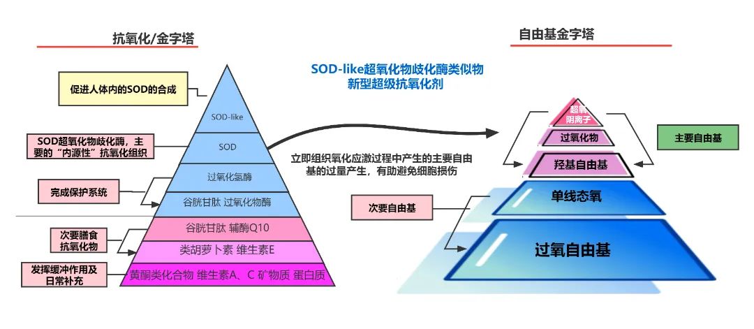 SOD | 保持年轻健康的活力之源！