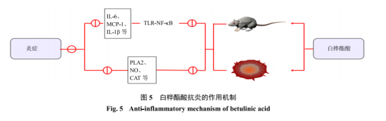 酵素工厂｜“液体钻石”白桦树水强势出圈！