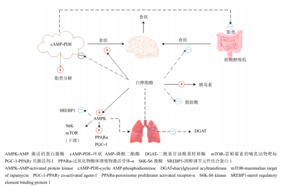 酵素工厂｜“液体钻石”白桦树水强势出圈！