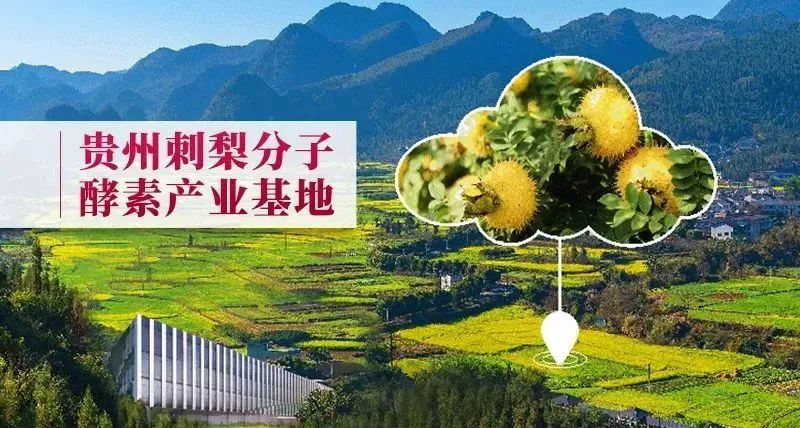佳联生技|深挖刺梨潜力,全方位品牌赋能,让你无忧冲刺市场! 佳联生技|深挖刺梨潜力,全方位品牌赋能,让你无忧冲刺市场!