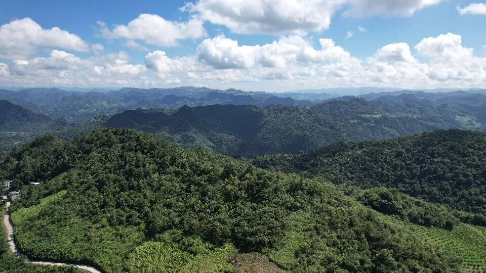 秋染黔山,金果飘香|佳联生技刺梨丰收季 秋染黔山,金果飘香|佳联生技刺梨丰收季