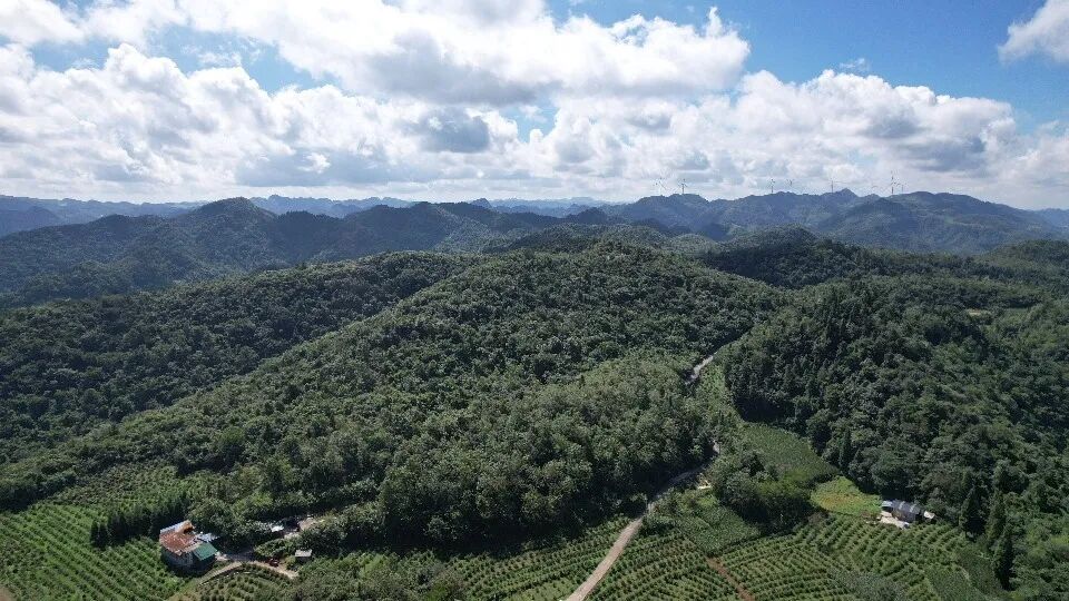 秋染黔山,金果飘香|佳联生技刺梨丰收季 秋染黔山,金果飘香|佳联生技刺梨丰收季