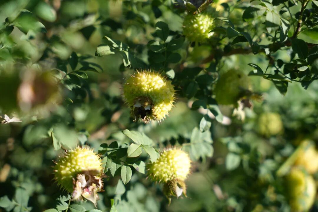 诚邀莅临∣2025佳联生技刺梨科研成果发布会暨产品战略发布会