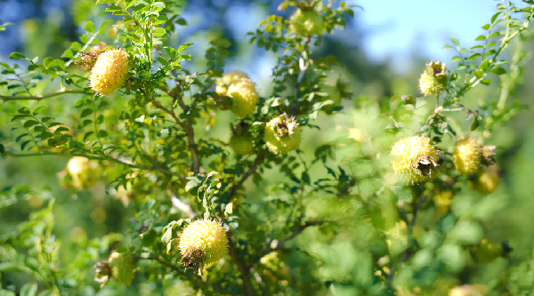 酵素代工|如何不碰功效词却让消费者“秒懂”？