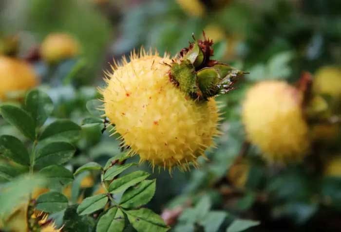 抓住健康食品新风口，还怕留不住客户吗