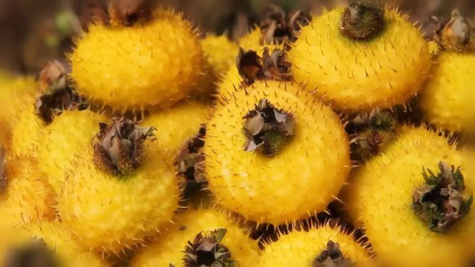 小小刺梨竟能衍生出那么多健康食品，佳联生技代加工厂真的绝了