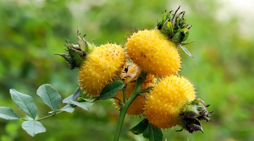 佳联生技｜健康食品原料新宠——刺梨冻干粉