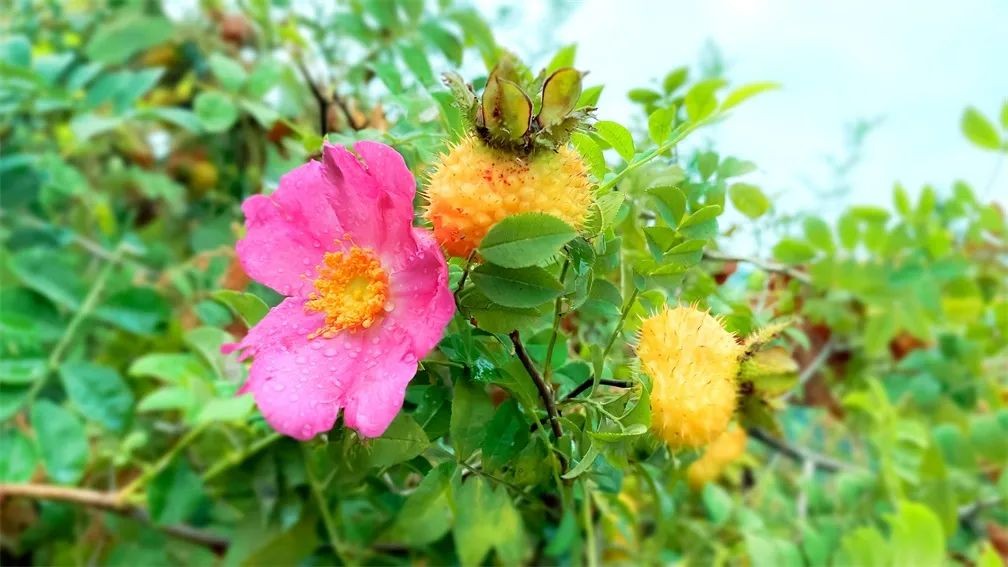 佳联生技|贵州刺梨荣登国际科学期刊《Nature》全球瞩目！