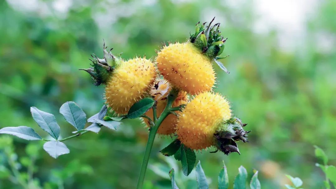 研究表明：刺梨提取物可上调端粒酶活性，延缓细胞复制性衰老！