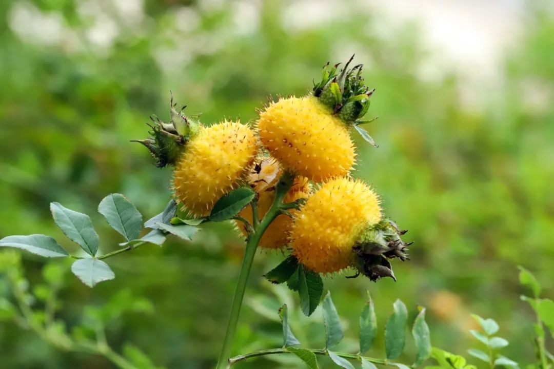 佳联生技|深挖刺梨潜力，全方位品牌赋能，让你无忧冲刺市场！