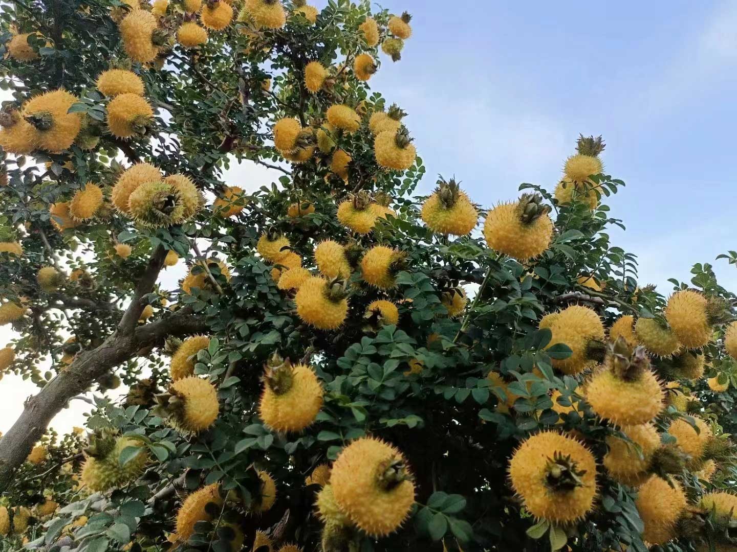 酵素贴牌厂家：刺梨发酵黑科技，全链路支持！