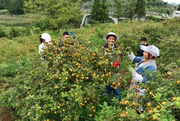 时间酿就好味道！为何大品牌都选择刺梨发酵产品？