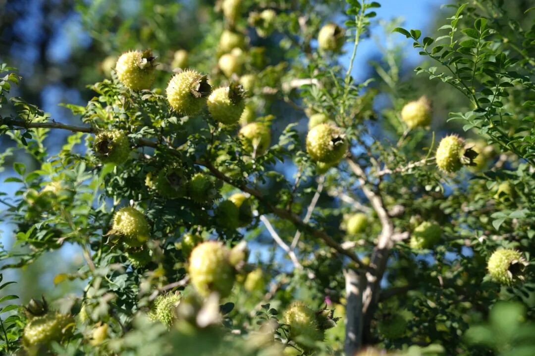 秋染黔山，金果飘香｜佳联生技刺梨丰收季