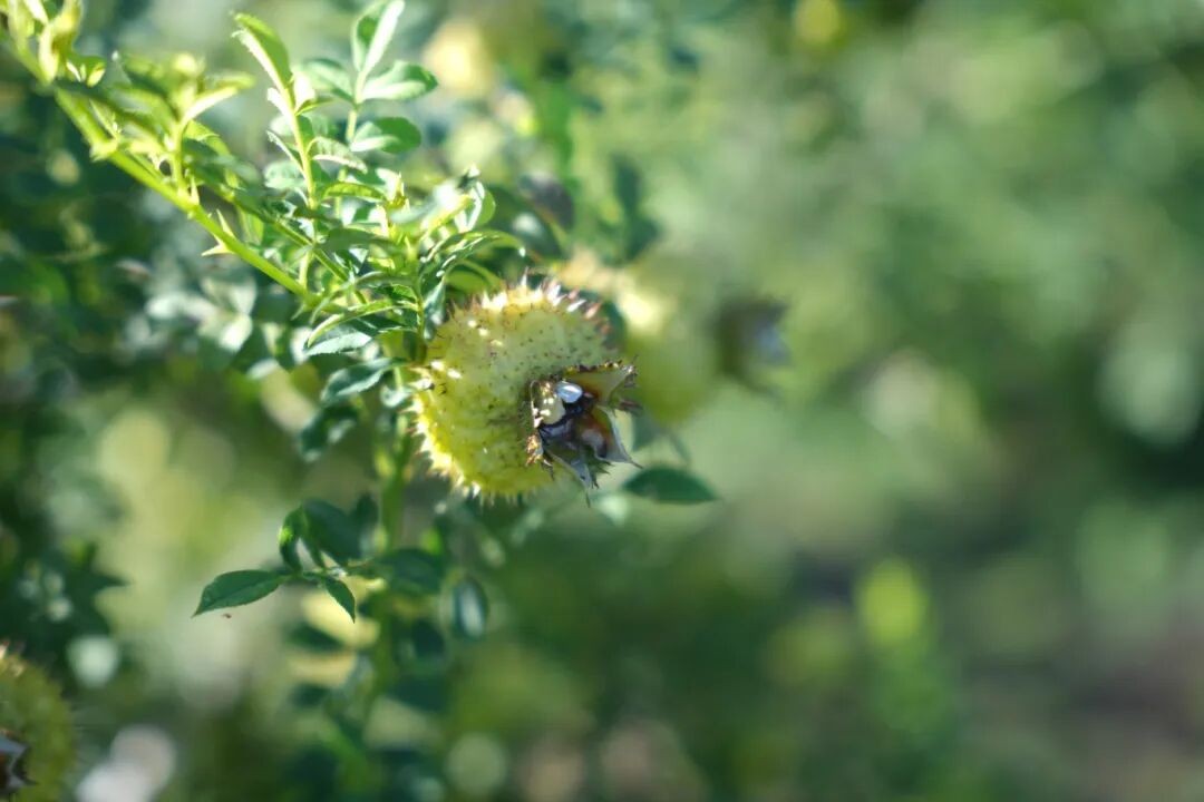抢占银发经济先机：刺梨酵素贴牌定制，为您的品牌注入差异化竞争力