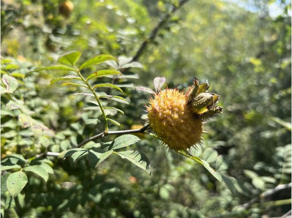 刺梨酵素OEM|眼馋高端健康市场蛋糕？没“硬货”怎么行！